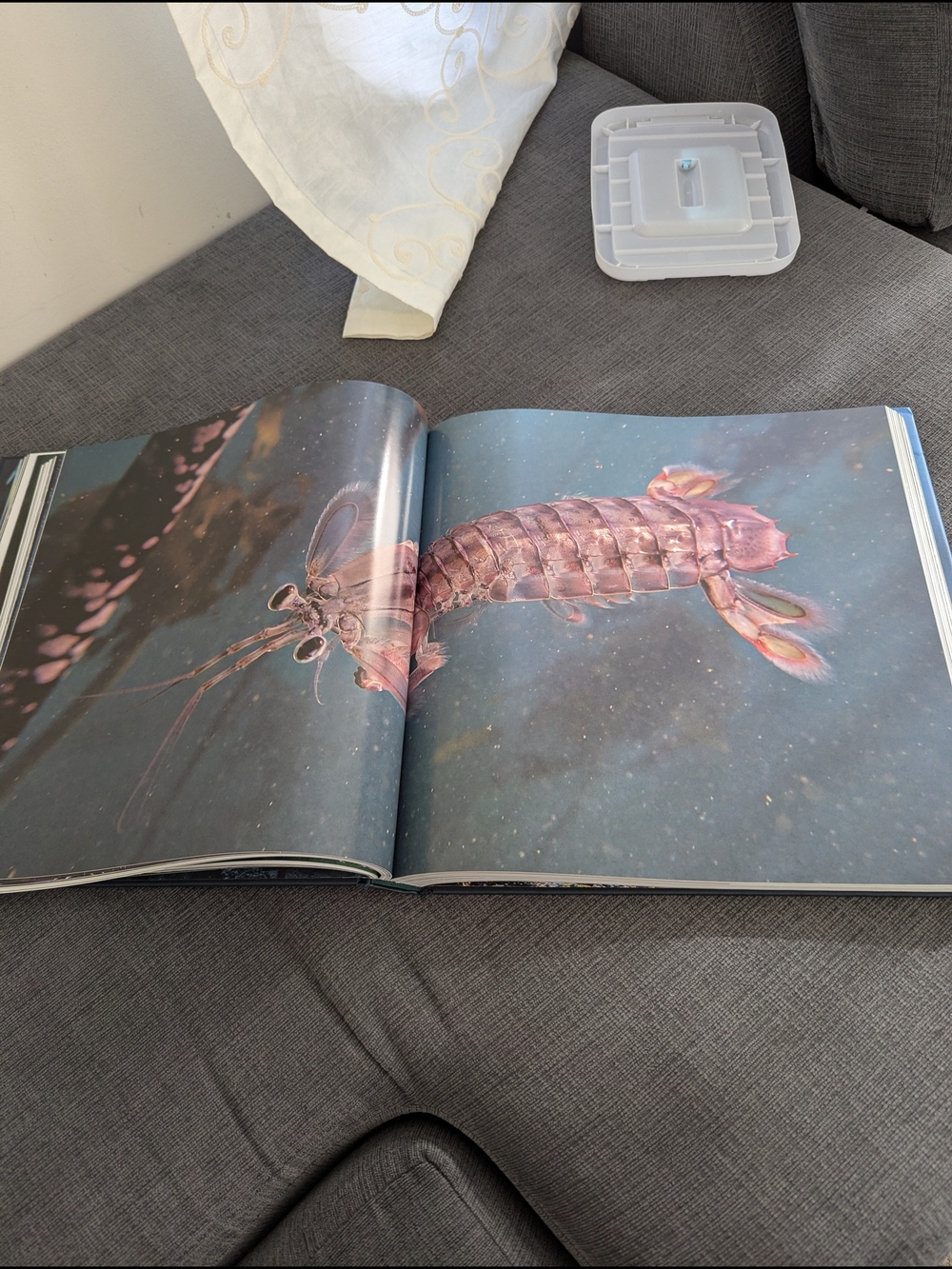 Underwater Wild Hardcover Book - Teal & Orange Cover - Picture 3 of 6